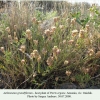 piris ergane armenia gnishik hostplant